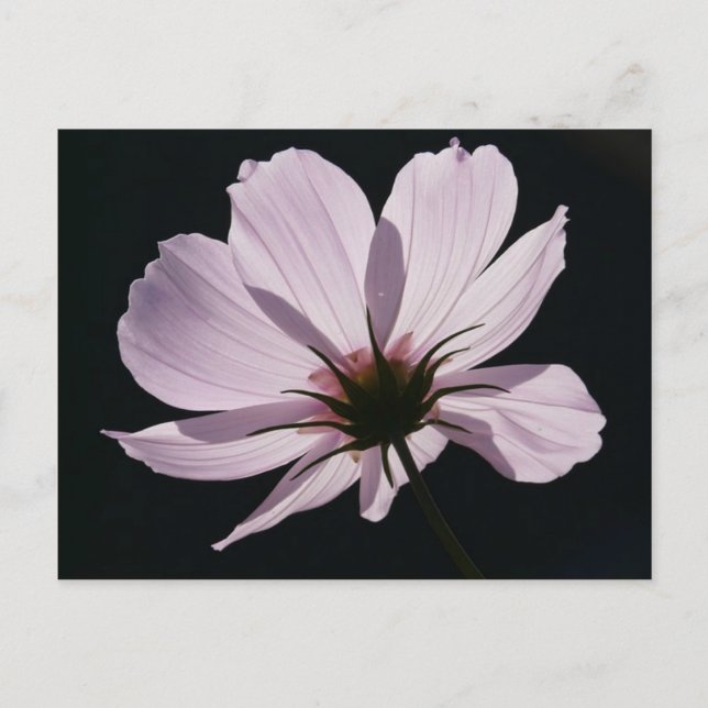 Carte postale Lilac Cosmea (Devant)