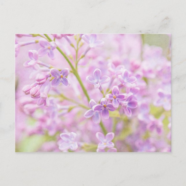 Carte Postale Lilac Fleurs Mist (Devant)