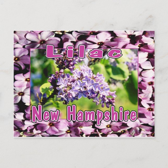 Carte Postale Lilac - La Fleur d'État NH (Devant)