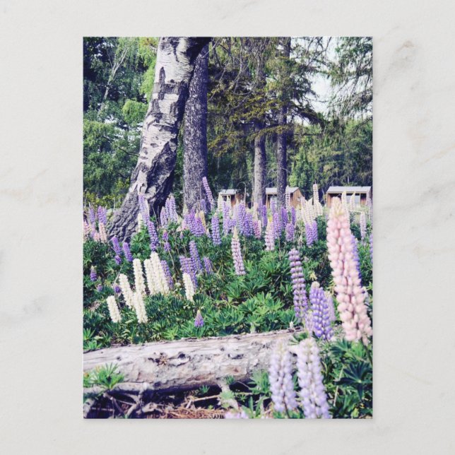 Carte Postale Lilac Lupins rose violet Nouvelle-Zélande | Photog (Devant)