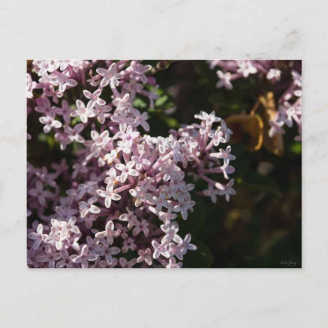 Carte Postale Lilac parfumé (Devant)