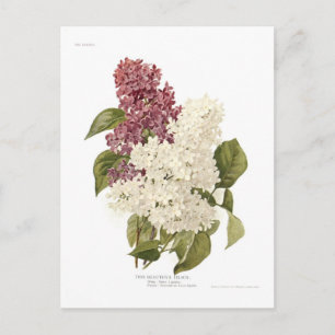 Carte Postale Lilacs