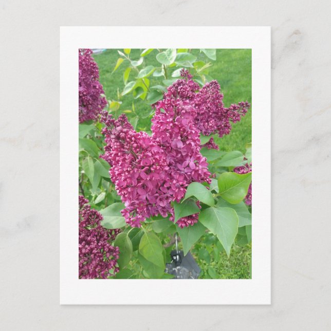 Carte Postale Lilacs au printemps (Devant)