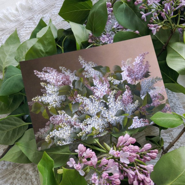 Carte Postale Lilacs vintages (Créateur téléchargé)