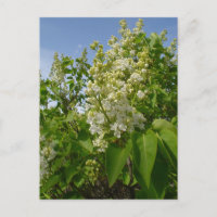 Lilas blancs en fleurs