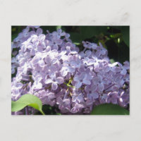 Lilas en pleine floraison