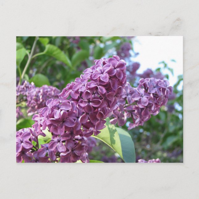 carte postale lilas pourpre (Devant)