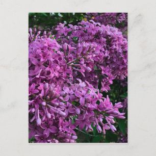 Carte Postale lilas rose violet   photo florale rose romantique