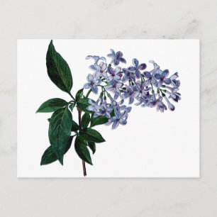 Carte Postale lilas vintage