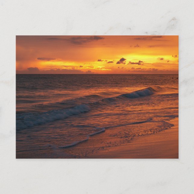 Carte Postale L'île Anna Maria, FL (Devant)