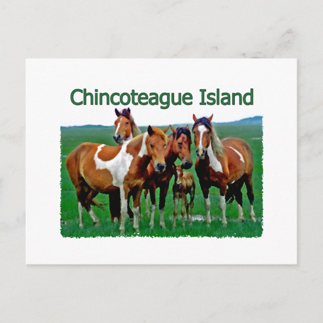 Carte Postale L'île de Chincoteague (poneys) (Devant)