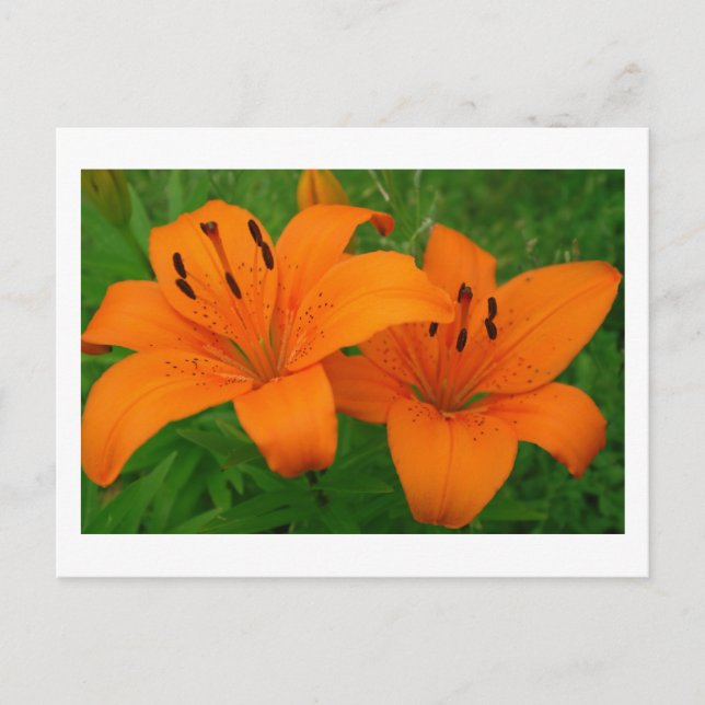 Carte postale Lilies (Devant)