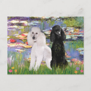 Carte Postale Lilies2-Caniches standard (noir et blanc)