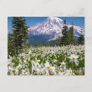 Carte Postale Lilies avalanche et mont Rainier 2