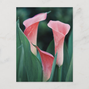 Carte Postale Lilies Calla Fleurs Roses