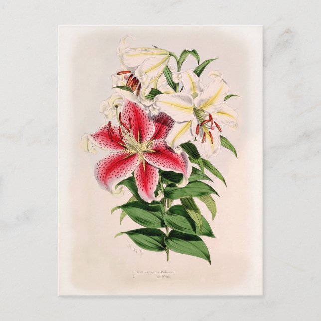Carte Postale Lilium auratum (Devant)
