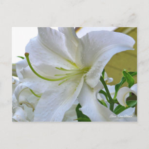 Carte Postale Lilium ‘Casa Blanca’ [Carte postale] ポ ー ド