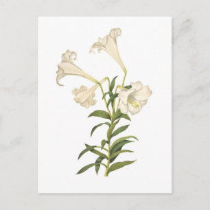 Carte Postale Lilium longiflorum