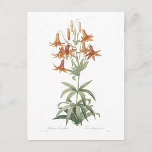 Carte Postale Lilium penduliflorum