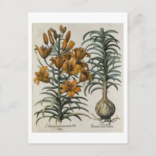 Carte Postale Lilium purpureum mauis Do danei et Scapus cum bul
