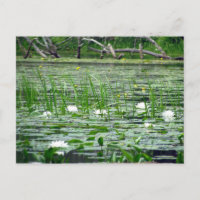 Carte postale Lillies d'eau