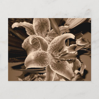 Carte Postale lilly