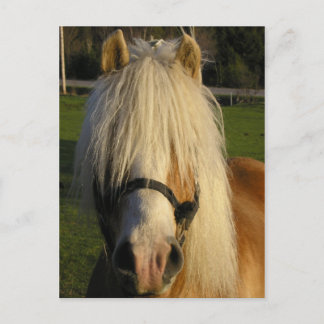 Carte Postale Lil's Bill