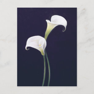 Carte Postale Lily