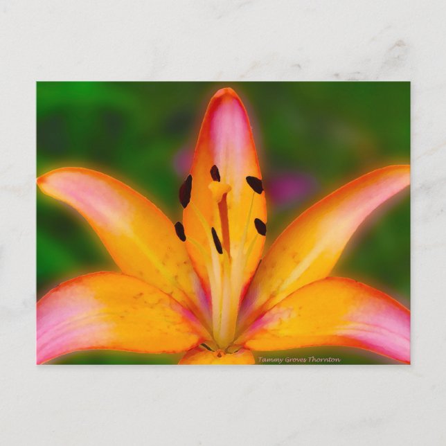 Carte Postale Lily (Devant)