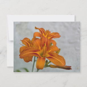 Carte Postale Lily