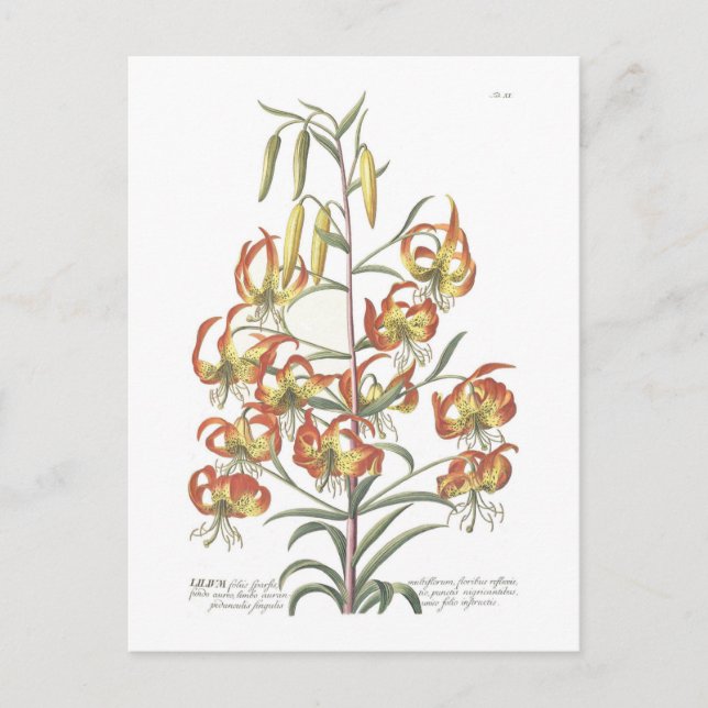 Carte Postale Lily (Devant)