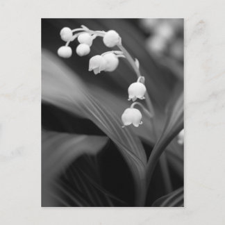 Carte Postale Lily de la Vallée