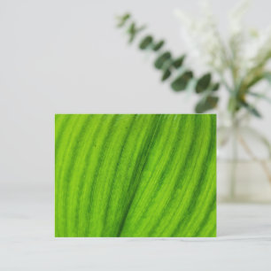Carte Postale Lily de la Vallée