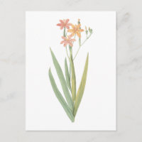 lily de myrtilles (Belamcanda chinensis) par Redou