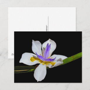 Carte postale - Lily de quinzaine