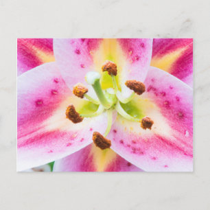 Carte Postale Lily en gros plan