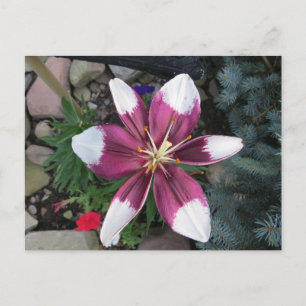 Carte Postale Lily exotique