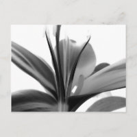 Lily Flower Photographie florale noir et blanc