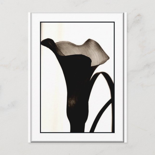 Carte Postale Lily foncée (Devant)