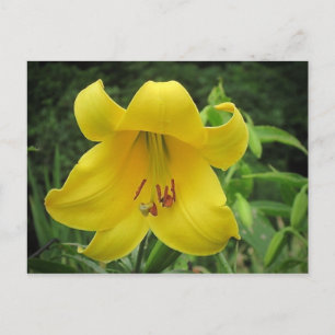 Carte postale Lily jaune