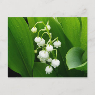 Carte postale Lily-of-the-Valley