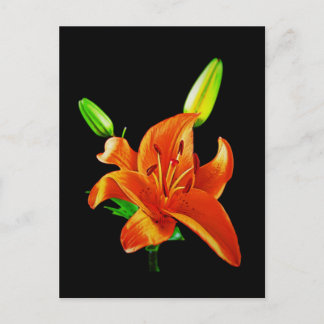 Carte Postale Lily orange sur noir