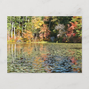 Carte Postale Lily Pad Cove sur Whitney Pond