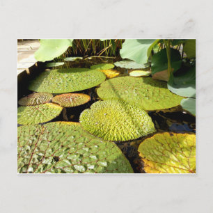 Carte postale Lily Pads