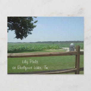 Carte Postale Lily Pads à Reelfoot Lake, Tn