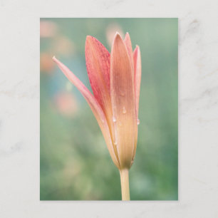 Carte Postale Lily s'ouvre un matin de rosée