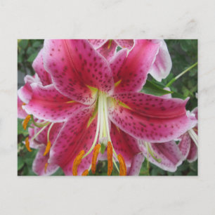 Carte Postale Lily Stargazer Purple Flower
