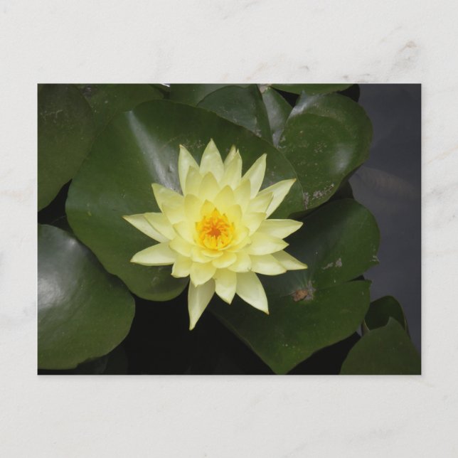 Carte Postale Lilypad (Devant)