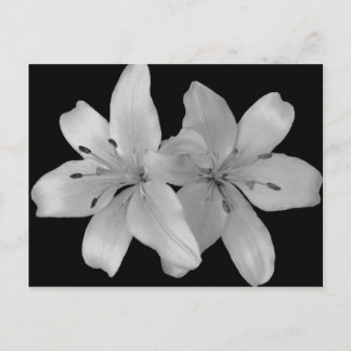 Carte Postale Lilys
