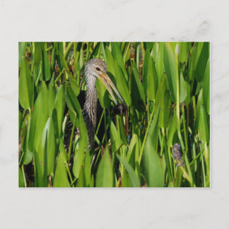 Carte Postale Limpkin dans les roseaux